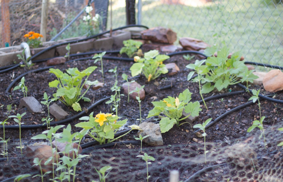 Drip Irrigation Best Practices To Succeed iScape Tips